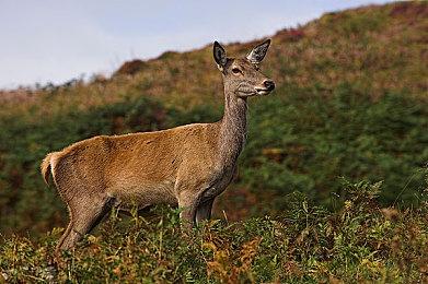 《木卫四协议》团队新作《现已编辑》已经发售 国区82.8元